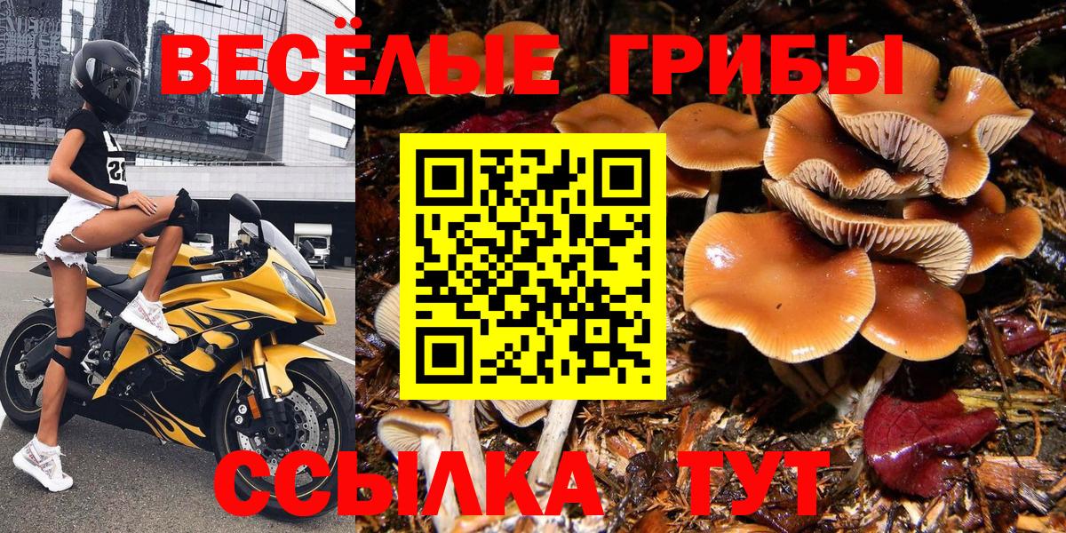 Тамбов  Псилоцибиновые грибы MAGIC MUSHROOMS  Псилоцибиновые грибы Magic Shrooms  Вход с VPN 